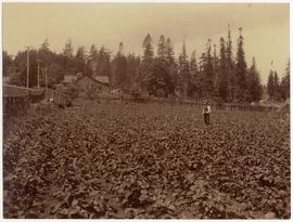 Thomas Meads in his strawberry patch