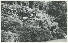 "Lyndhurst," front garden