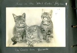 Three kittens born on the HMS Curlew on a cruise from Bermuda