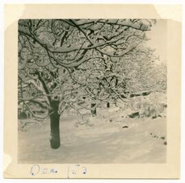 Backyard of 1162 Old Esquimalt Road
