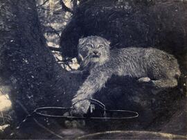 Trapped Lynx