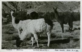 Llamas (Bolivia), Antofagasta