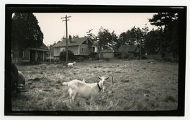 Goats in field