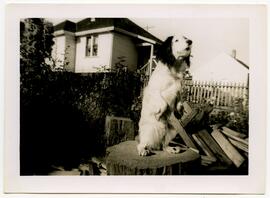 A dog standing on a tree stump
