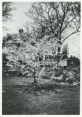 Blossoming cherry tree in gardens at "Lyndhurst"