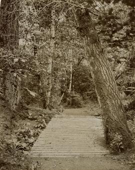 Wood walkway in Gorge Park