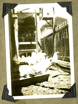 Chicken coop