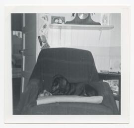 Dog sitting on a chair