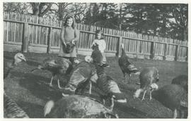 Daphne and Phyllis (Pep) Pooley feeding turkeys