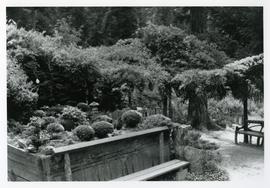 Plantings in Japanese Tea Gardens